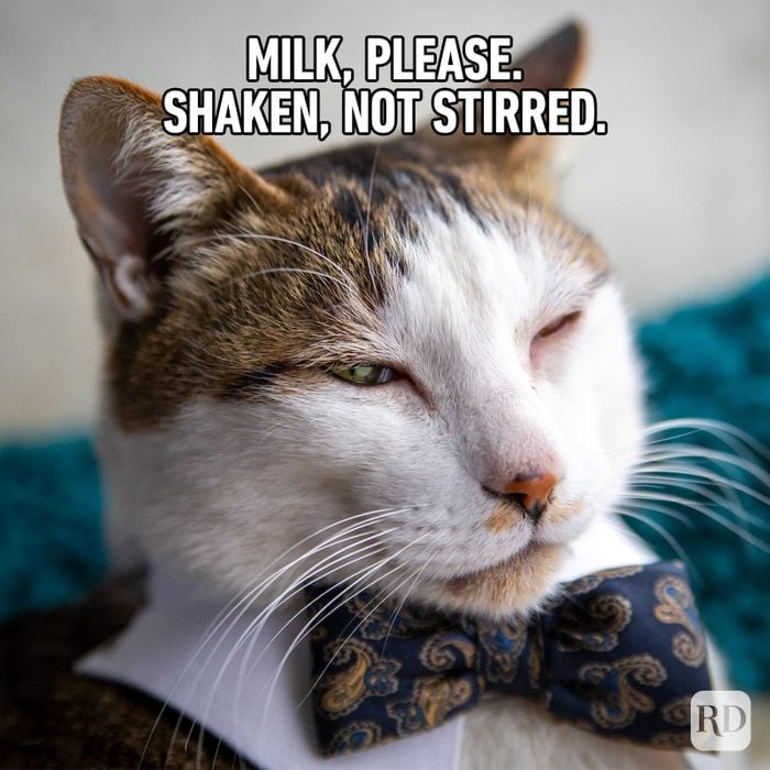 Hilarious Cat Memes 22