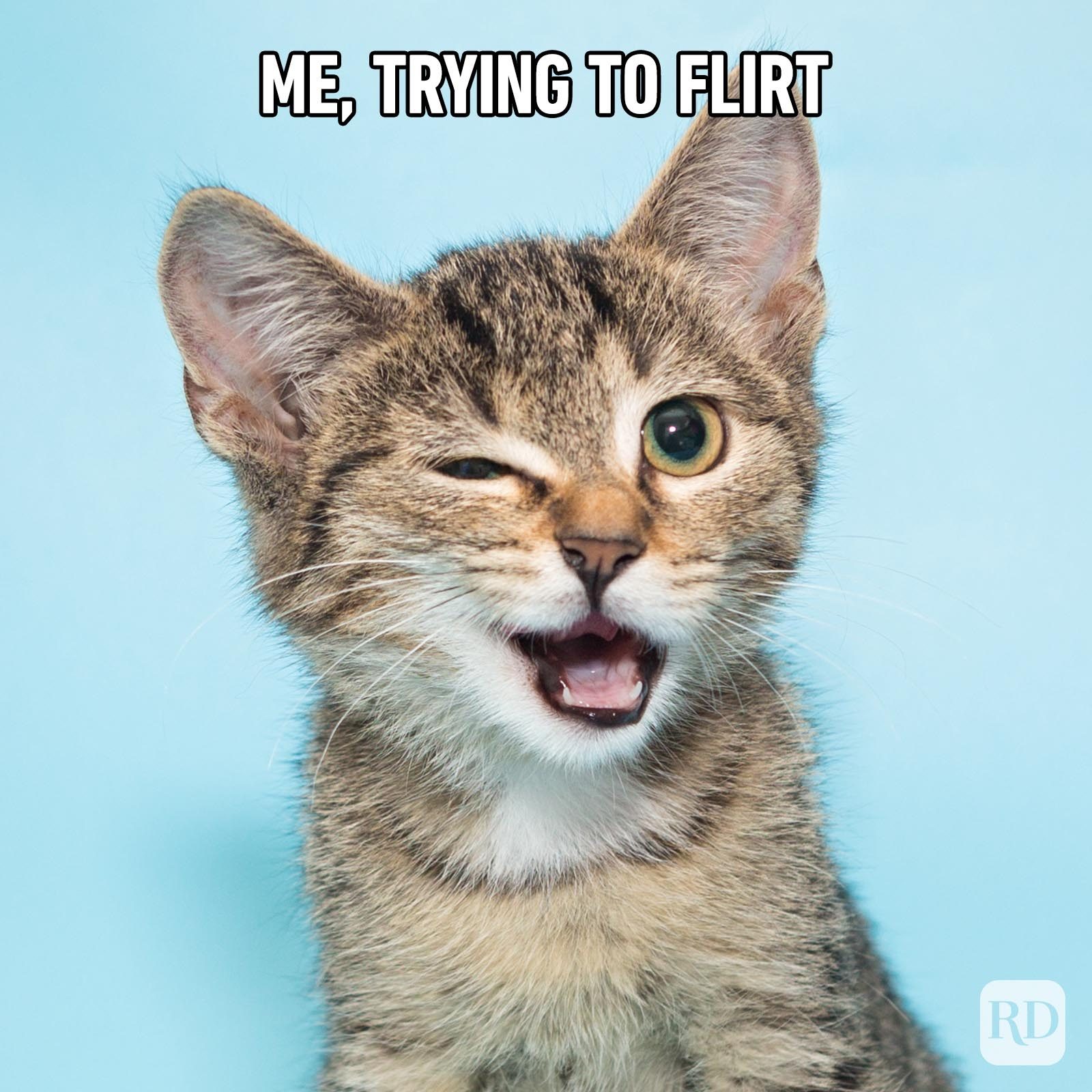 Cat Angry GIF - Cat Angry Meme - Discover & Share GIFs
