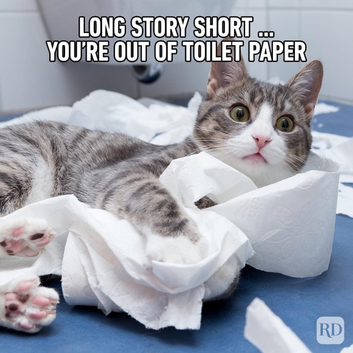 Hilarious Cat Memes 31