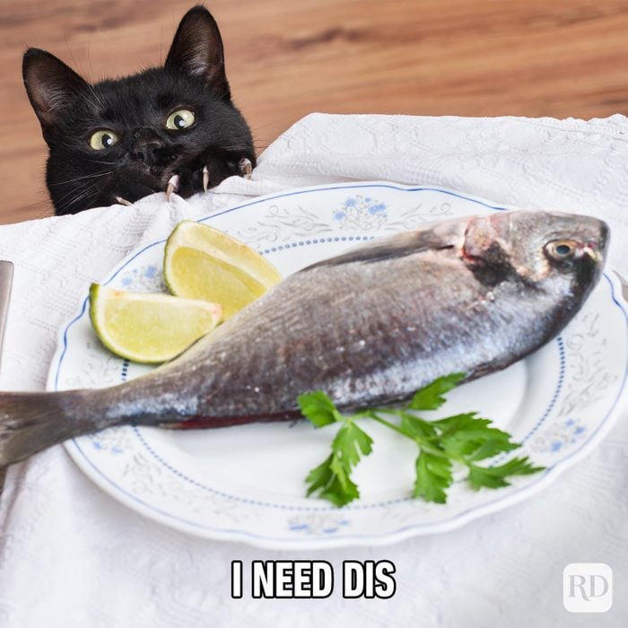 Hilarious Cat Memes 43