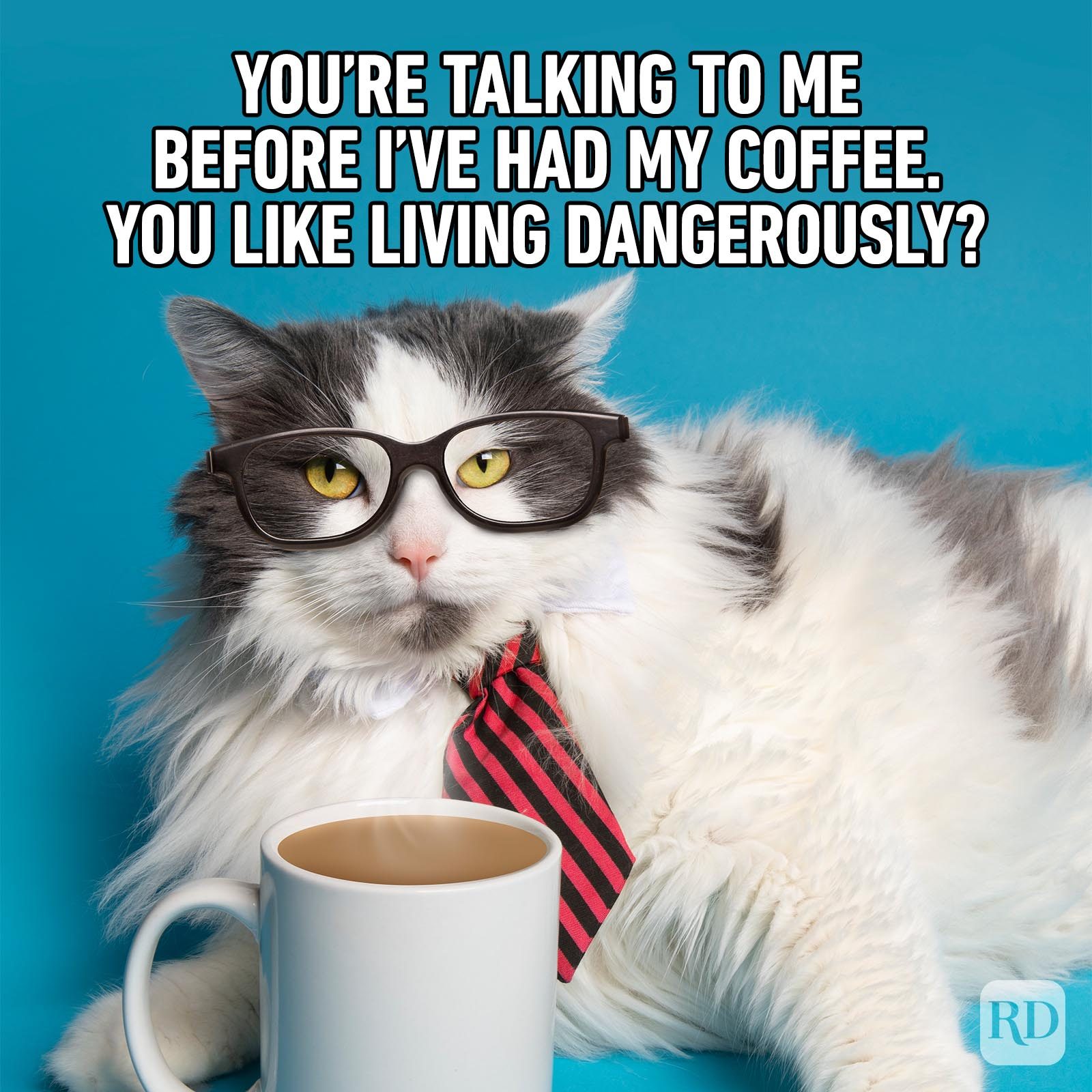https://www.rd.com/wp-content/uploads/2023/04/Hilarious-Cat-Memes-45.jpg?fit=700%2C700