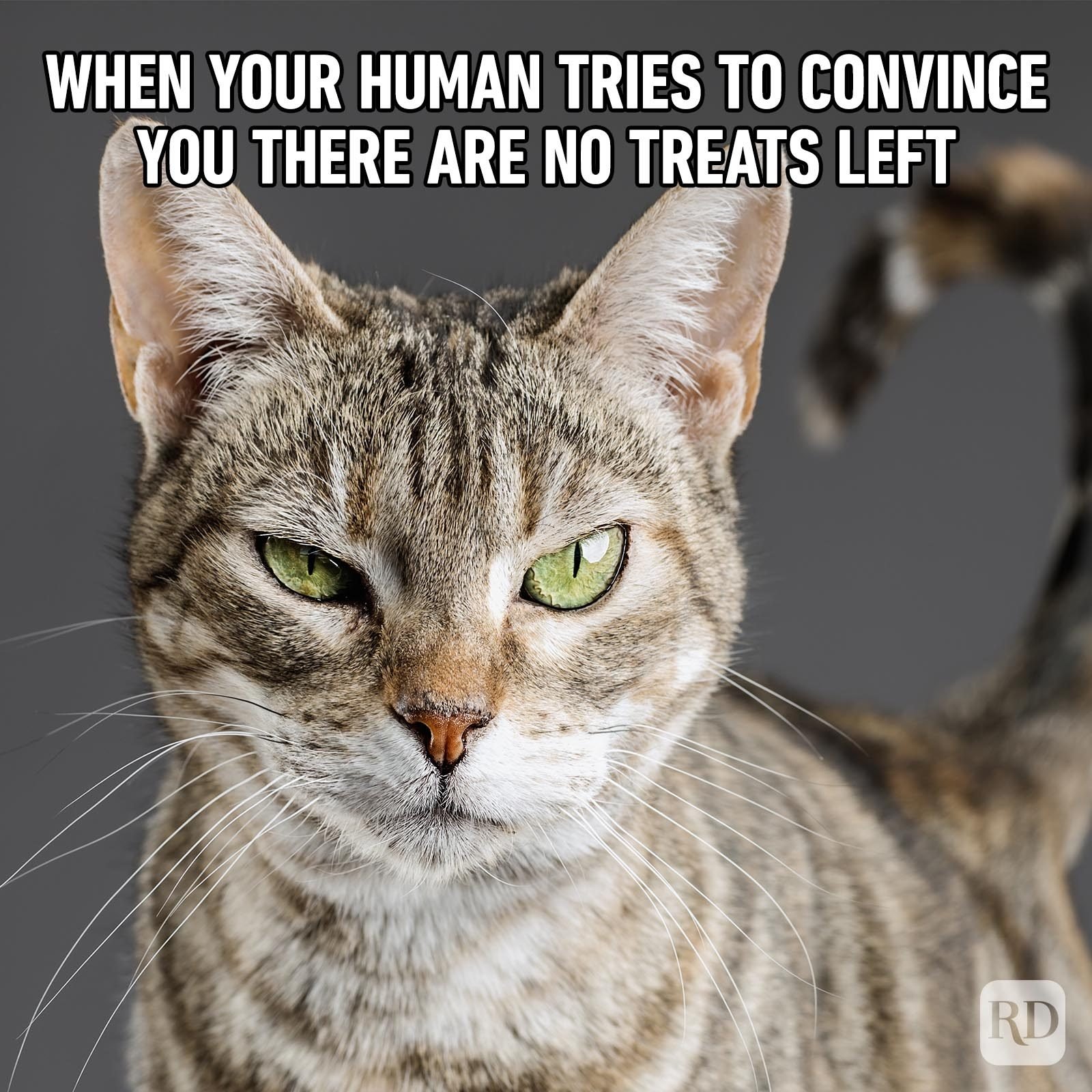 50 Cat Memes That May Make You Wish You Could Tag Your Kitty