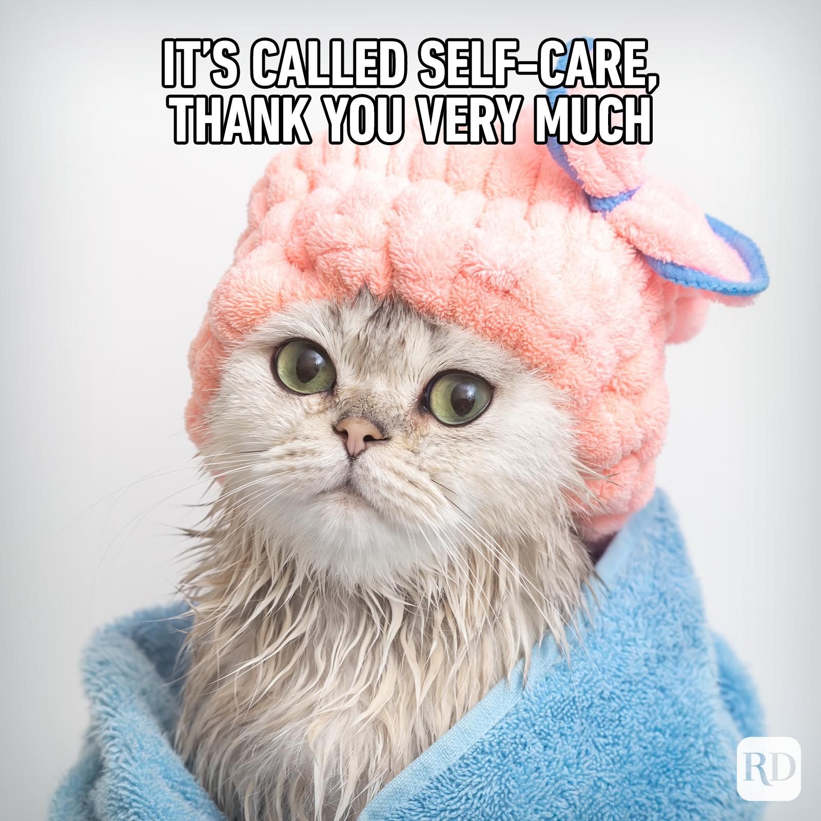 Treat Yo-Self: 30 Wholesome Cat Memes Reminding You to Prioritize Self ...