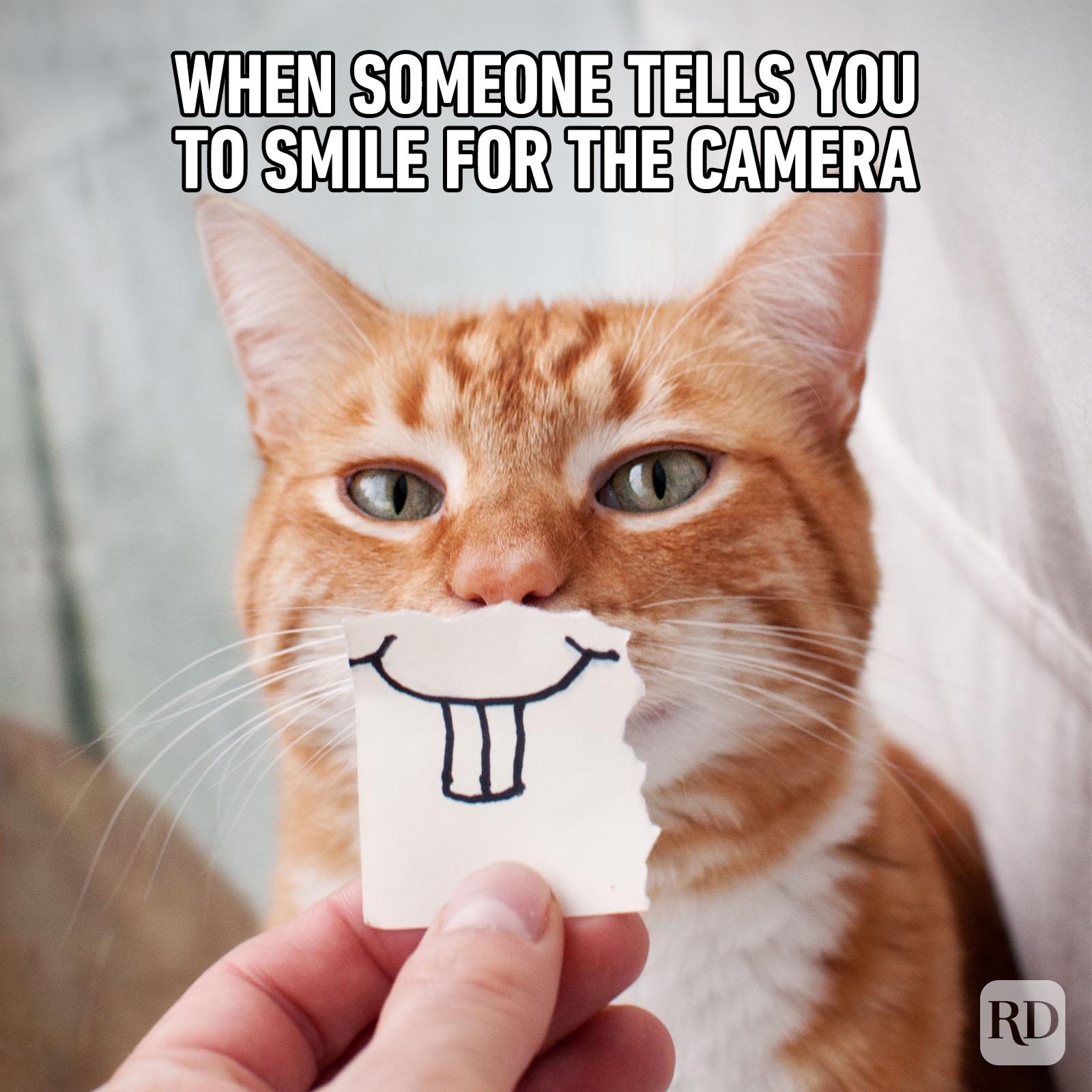 Hilarious Cat Memes 70