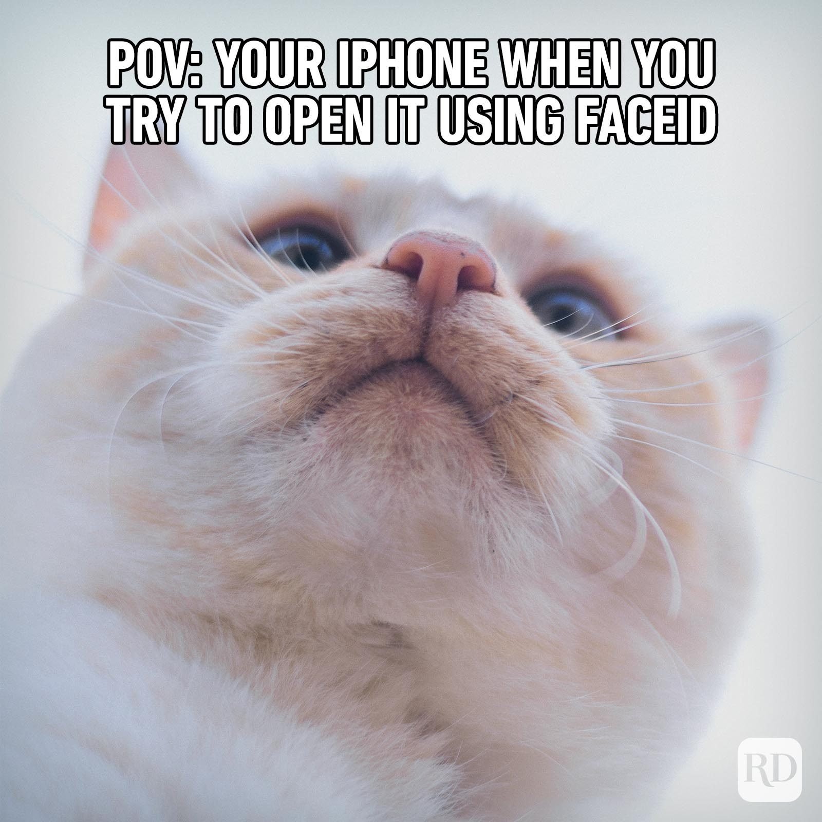 71 Funny Cat Memes You'll Laugh at Every Time