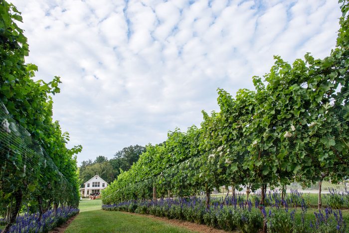 Rows of grapes at Pippin Hill Farm and Vineyard in Charlottesville, VA