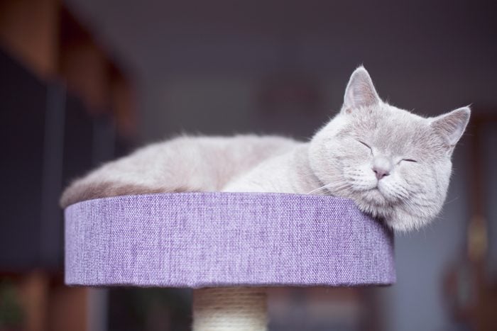 lilac colored cat Cat sleeping on a lilac colored cat stand