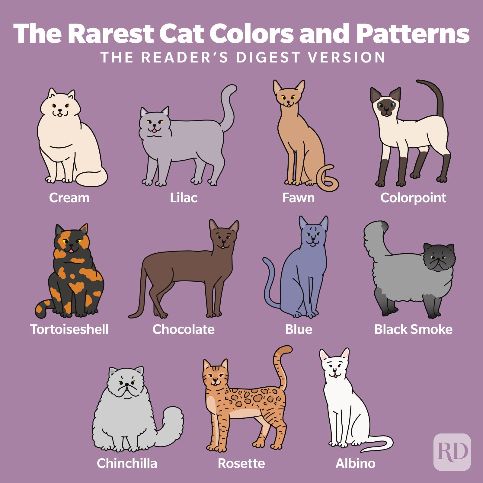 Tabby Cat Common Patterns and Colors 