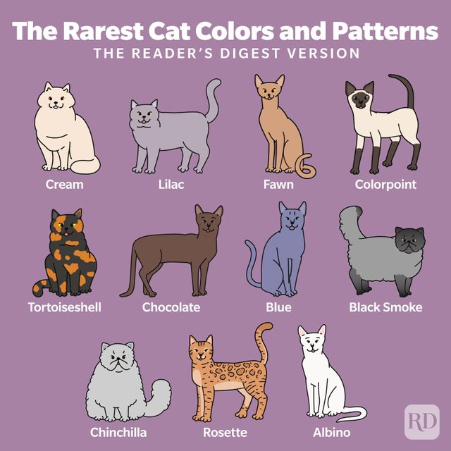 Rarest Cat Colors And Patterns Infographic
