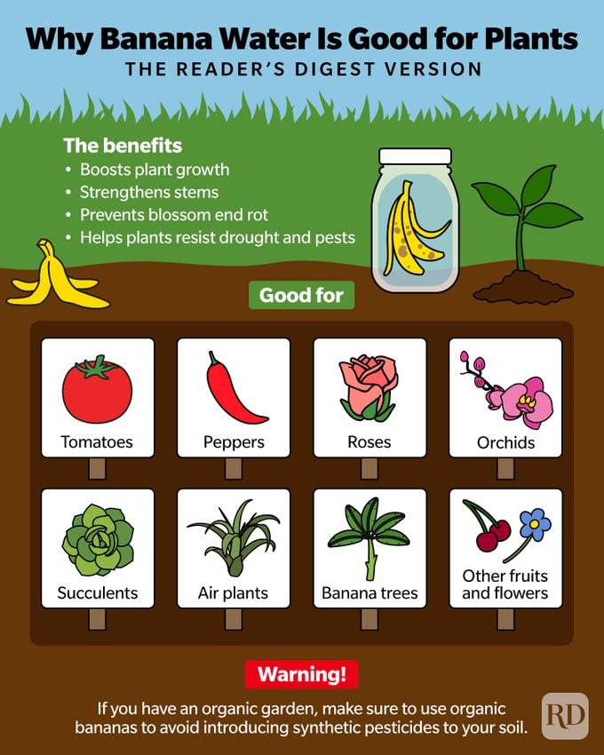 Why Banana Water Is Good For Plants Infographic