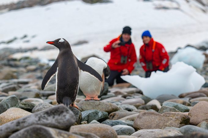 Viking guests watching gentoo penguins during onshore excursions in Antarctica.