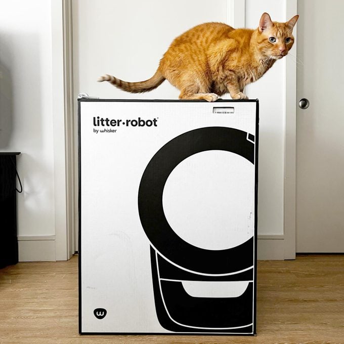 cat on litter robot 4 box