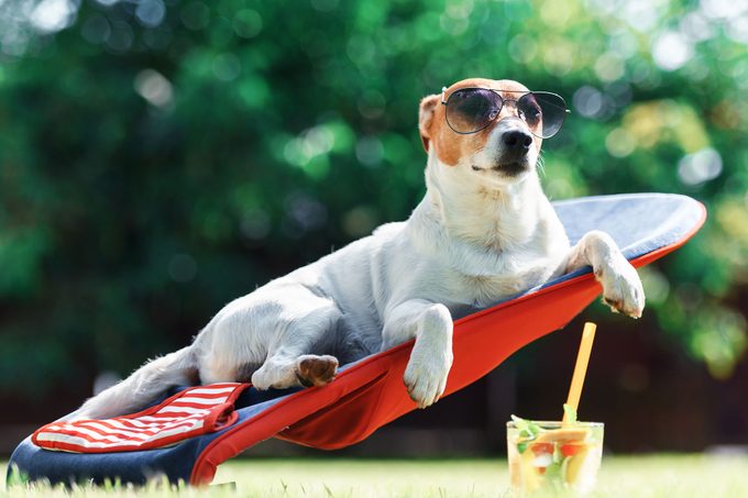 Jack Russel Terrier Dog Lies On A Deck Chair in sunglasses on a sunny day
