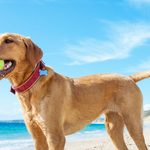 Dog Owners Need to Be Aware of This Hidden Danger at the Beach