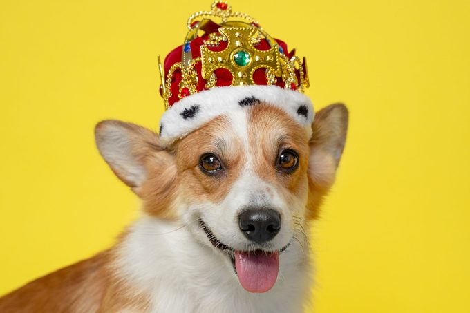 Corgi Dog wearing Crown and Royal Costume on yellow background
