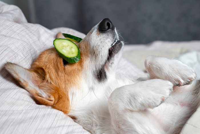 Cute red and white corgi lays on the bed with eye masks from real cucumber chips
