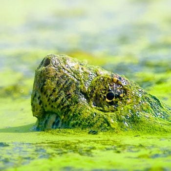 A Snapping Turtle lifts his snout and eye out of the water against green mossy pond water