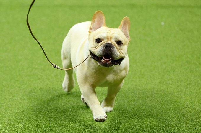 Winston, the French Bulldog, winner of the Non-Sporting Group, competes in the 147th Annual Westminster Kennel Club Dog Show Presented by Purina Pro Plan at Arthur Ashe Stadium