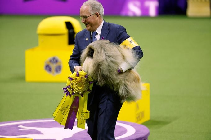 Rummie, the Pekingese, Winner of the Toy Group, wins 2023 Reserve Best in Show at the 147th Annual Westminster Kennel Club Dog Show Presented by Purina Pro Plan at Arthur Ashe Stadium