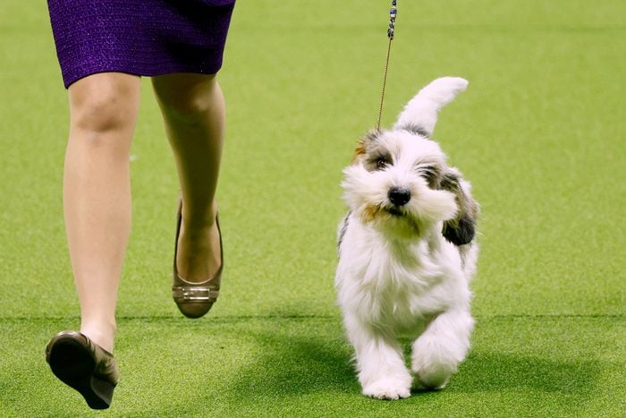Janice Hayes and Buddy Holly, the Petit Basset Griffon Vendeen, winner of the Hound Group, wins Best in Show at the 147th Annual Westminster Kennel Club Dog Show Presented by Purina Pro Plan at Arthur Ashe Stadium