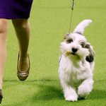 Meet Buddy Holly, the Pup That Just Won Best in Show at the Westminster Kennel Club Dog Show