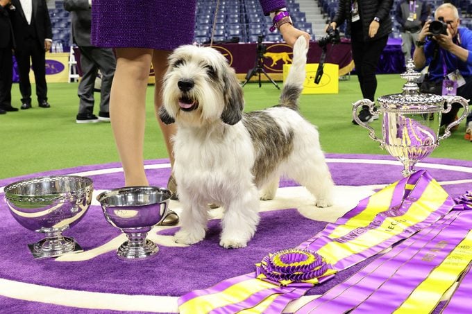Buddy Holly, the Petit Basset Griffon Vendeen, winner of the Hound Group, wins Best in Show at the 147th Annual Westminster Kennel Club Dog Show Presented by Purina Pro Plan at Arthur Ashe Stadium
