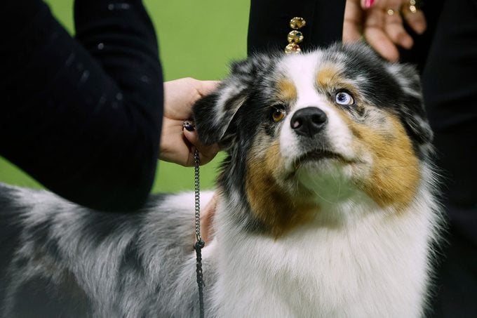 Ribbon, the Australian Shepherd, winner of the Herding Group, competes for Best in Show at the 147th Annual Westminster Kennel Club Dog Show Presented by Purina Pro Plan at Arthur Ashe Stadium