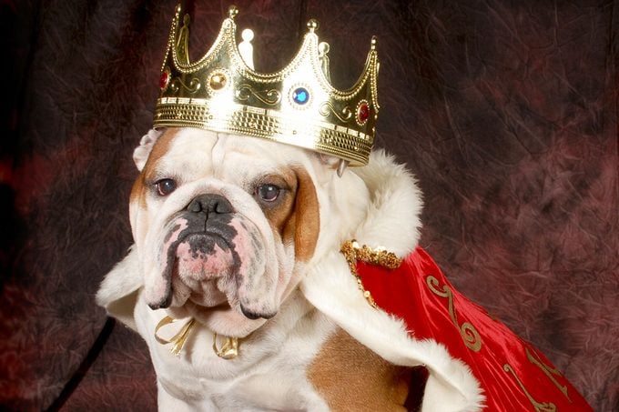Spoiled Bulldog Wearing Royal Crown And Cape While Sitting against dark red background