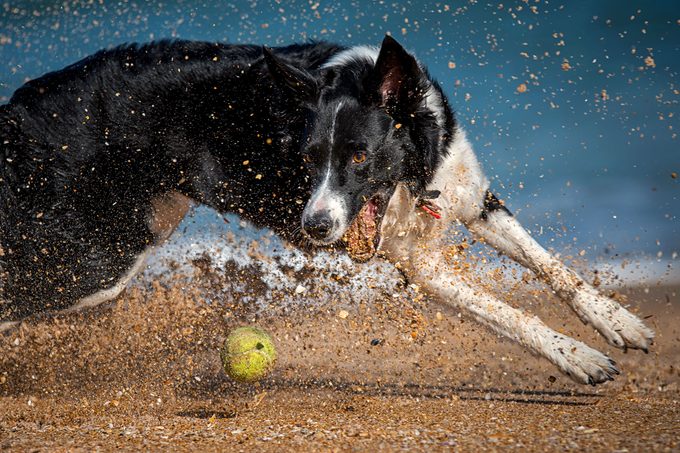 A black and white Border Collie chases after a tennis ball with mouth wide open on a sandy beach