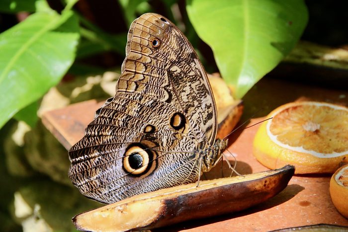 Butterfly Eating Banana