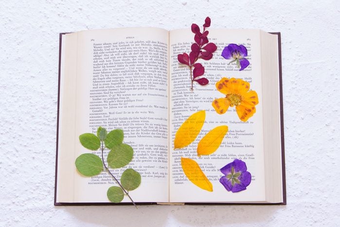 pressed flowers in an old book (Goethe, public domain)