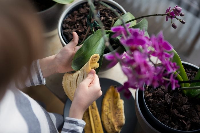 Child (6-7) cleaning the leaves of a potted orchid houseplant with a banana skin