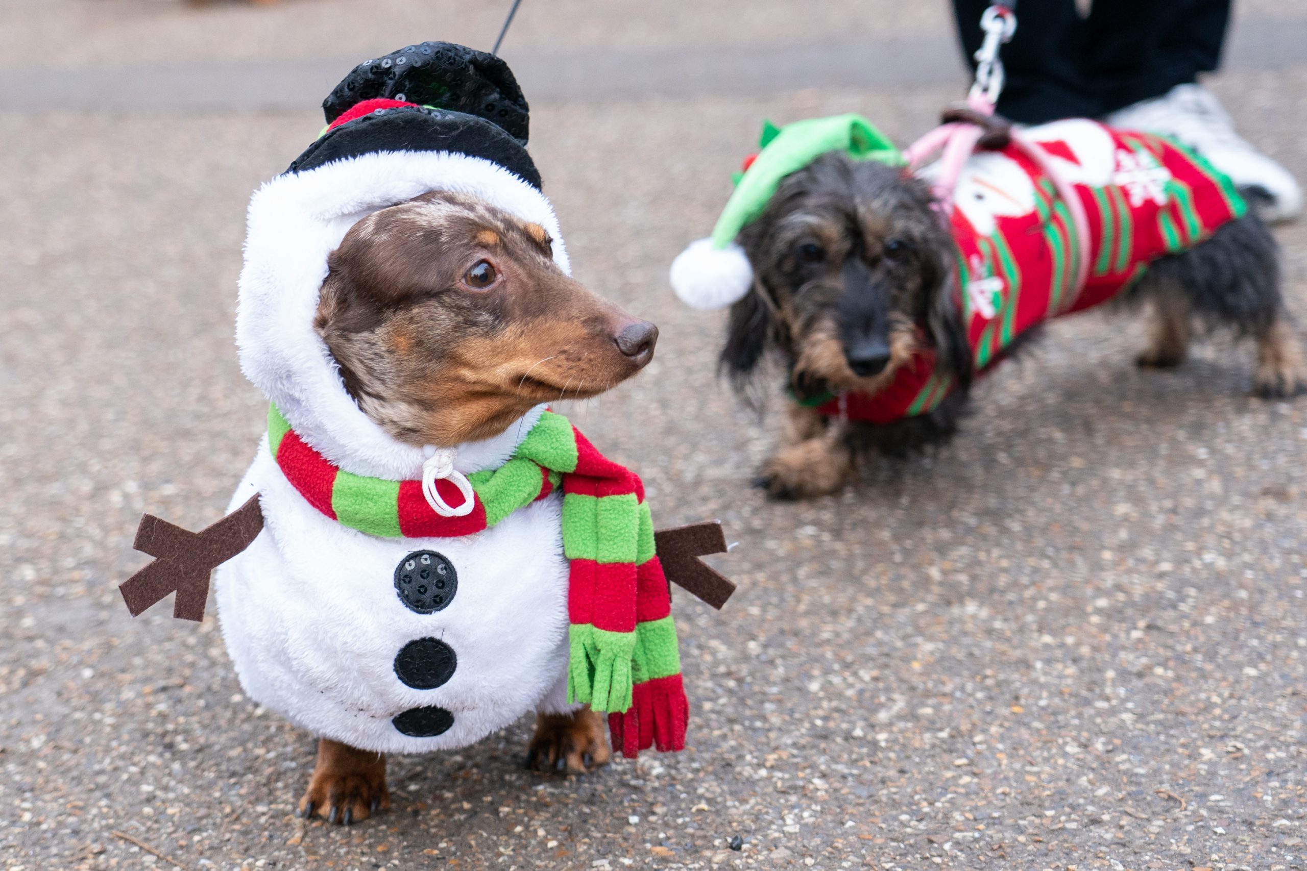 Sausage dog festive walk