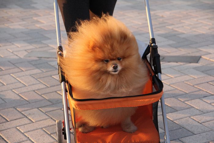 Fluffy dog in a stroller