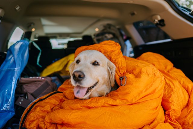 Photo of a cute colder retriever wrapped in a sleeping bag and sitting in the trunk of a car; ready for its first camping trip.