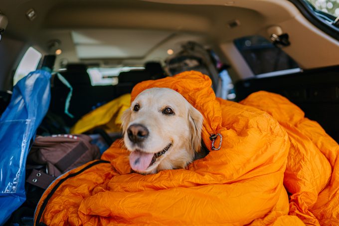 Photo of a cute colder retriever wrapped in a sleeping bag and sitting in the trunk of a car; ready for its first camping trip.