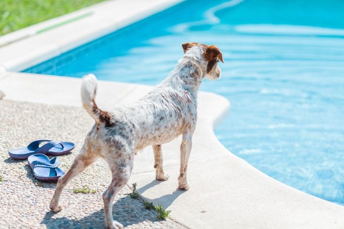 Dog leaning over the edge of a pool.