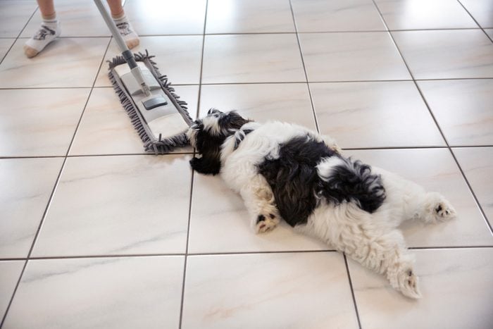 Playful puppy clinging on to a floor wiper being used by a child on a tiled floor