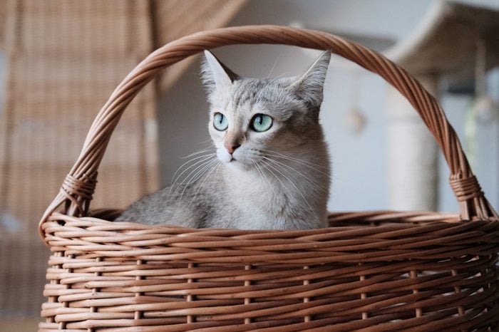 Cat Looking Away In Basket