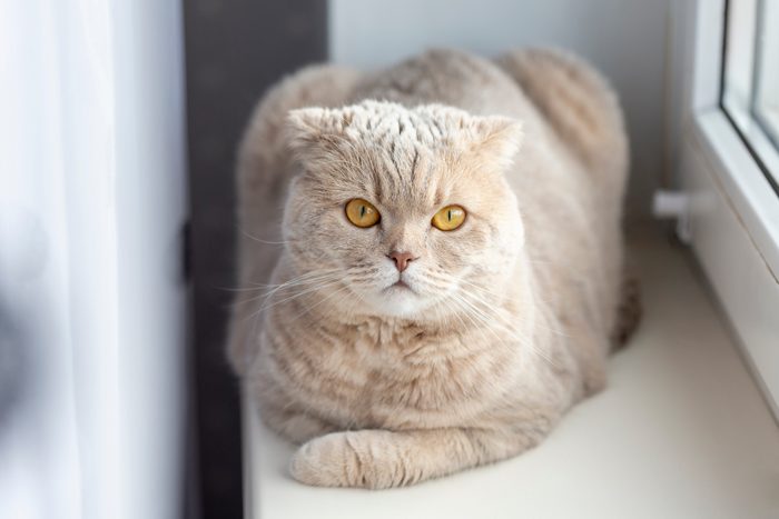 Cute scottish fold cat relaxing at home, portrait
