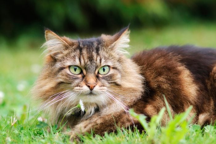 Maine coon cat waiting in a garden