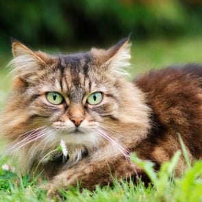 Maine coon cat waiting in a garden