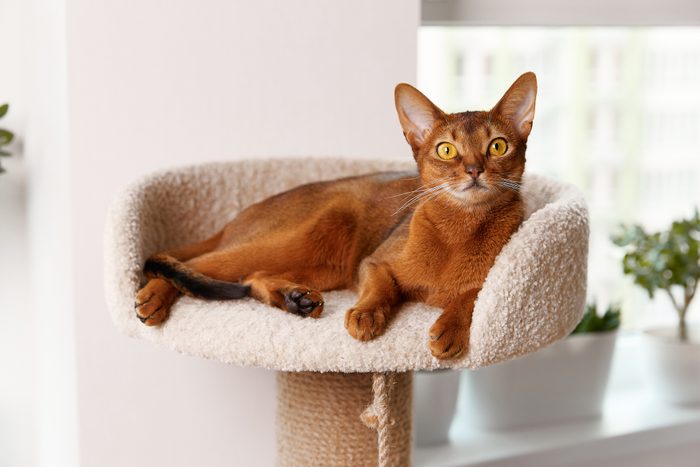 Abyssinian young cat lies at tower. Beautiful purebred short haired kitten