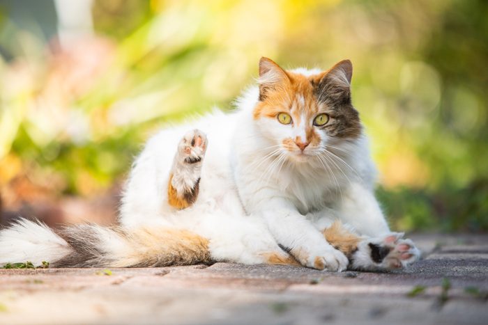 Closeup shot of a Turkish van on the blurry background