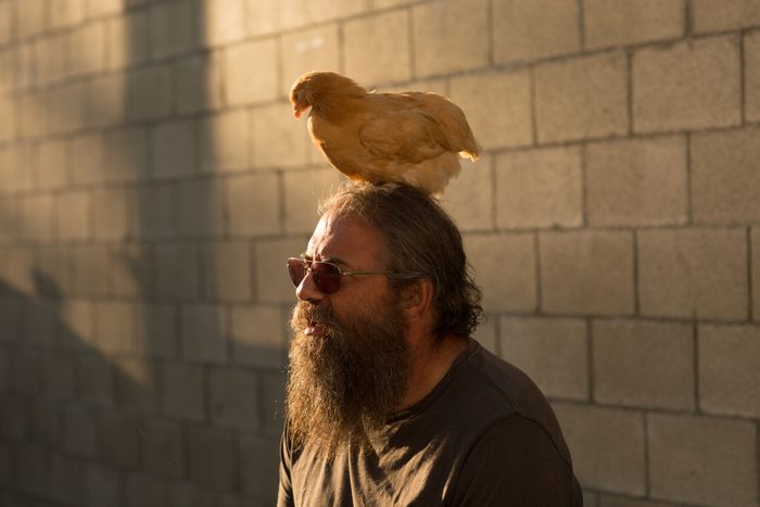 Mature man with beard and sunglasses, outdoors, chicken sitting on head