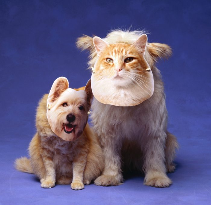 Cat and dog with masks