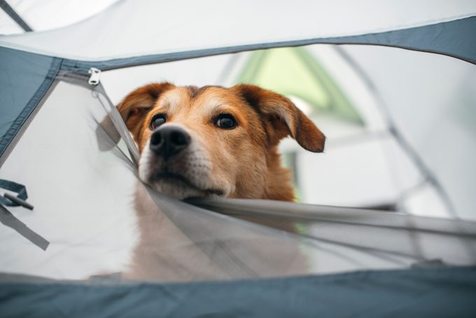 Yellow dog in tent