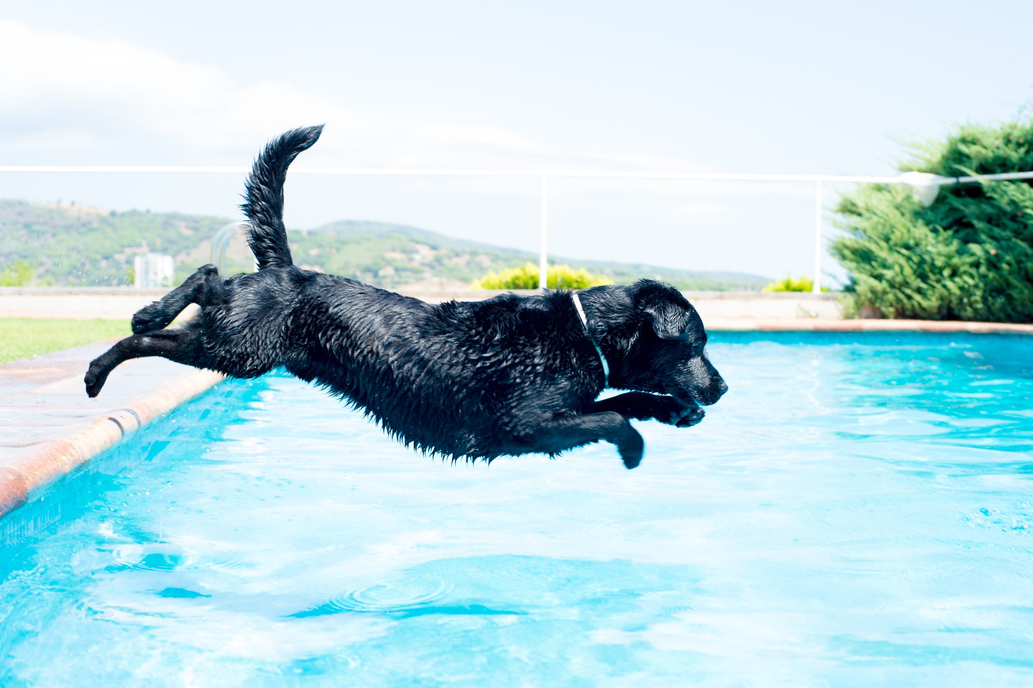 A black dog in the pool