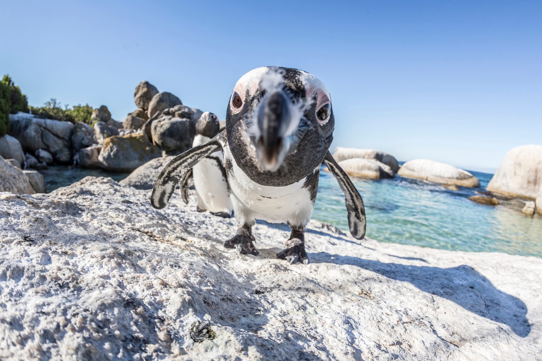African penguins, wide angle portrait