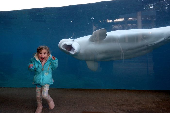 Juno, a Beluga Whale, greets a young girl at the viewing window at Mystic Aquarium.